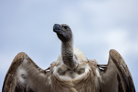 View of a vulture with its wings partially spread and its head turned against a cloudy sky in Selestat Grand Est France.