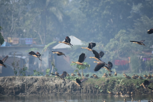 Kushtia Khulna Division Bangladesh 27 December 2019 View of a flock of whistling ducks flying over a rural water body with trees and buildings in the background. Kushtia Khulna Division Bangladesh 27 December 2019 View of a flock of whistling ducks flying over a rural water body with trees and buildings in the background.