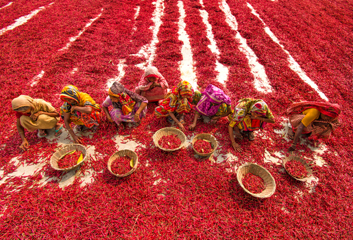 Bogura Bangladesh 13 March 2018 View of women in colorful traditional clothing sorting red chilies into baskets spread out to dry on the ground in an open field. Bogura Bangladesh 13 March 2018 View of women in colorful traditional clothing sorting red chilies into baskets spread out to dry on the ground in an open field.