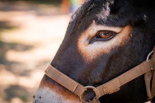 View of a donkey s gentle eye and soft muzzle contrasting with its dark fur and a simple halter creating a serene portrait Pula Istria County Croatia.