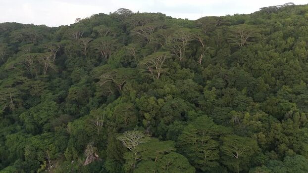 Aerial view of dense tropical forest in Seychelles.