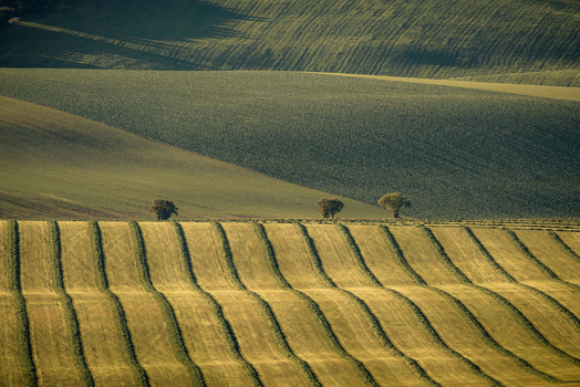 View of rolling agricultural hills with parallel crop lines and isolated trees under soft light Kunkovice Zlin Region Czechia. View of rolling agricultural hills with parallel crop lines and isolated trees under soft light Kunkovice Zlin Region Czechia.