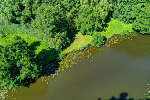 Aerial view of the Regnitzaltwasser river branch with lush green trees and floating aquatic plants on the water surface Forchheim Bayern Germany. Aerial view of the Regnitzaltwasser river branch with lush green trees and floating aquatic plants on the water surface Forchheim Bayern Germany.