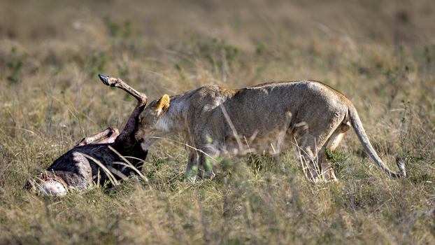 View of a lioness feeding on prey in the dry grassy savanna Kenya Africa.