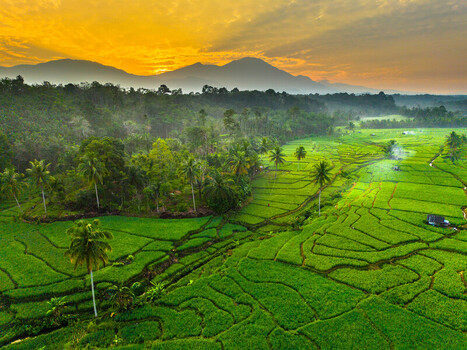 Aerial view of lush green rice terraces and palm trees under a golden sunset sky with mountains in the distance Arga Makmur Bengkulu Indonesia.