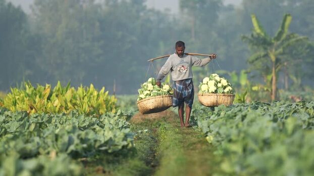 View of a farmer carrying cauliflower in Bogura Bangladesh. View of a farmer carrying cauliflower in Bogura Bangladesh.
