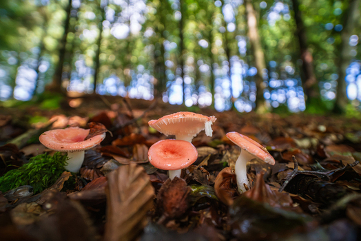 View of Russula emetica mushrooms with pink caps on a damp forest floor covered in fallen leaves and moss with blurred woodland trees in Cornwall England United Kingdom.