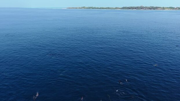 Aerial view of a pod of dolphins swimming in the ocean Maldives. Aerial view of a pod of dolphins swimming in the ocean Maldives.