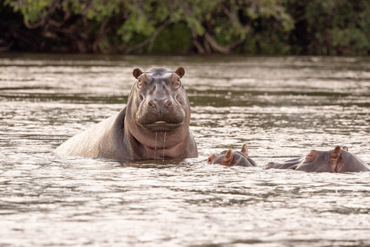 View of a large hippopotamus looking at the camera while submerged in the Zambezi River with lush green trees in the background Victoria Falls Matabeleland North Zimbabwe. View of a large hippopotamus looking at the camera while submerged in the Zambezi River with lush green trees in the background Victoria Falls Matabeleland North Zimbabwe.