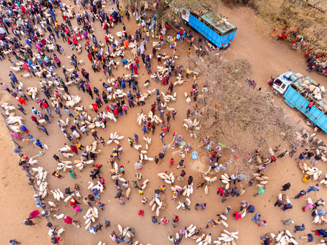 Aerial view of Kimana Animal Market with many people and livestock gathered on the dusty ground with trucks parked nearby in Kimana Kajiado County Kenya.
