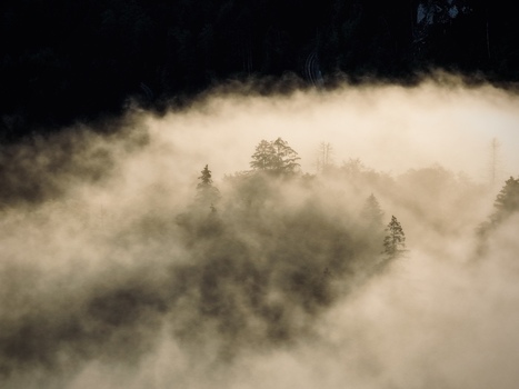 Aerial view of dense forest treetops emerging through thick morning fog in the Swiss Alps Switzerland.