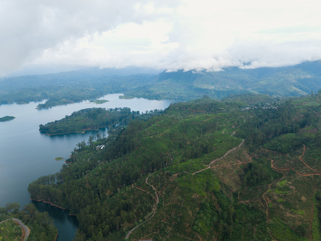 Aerial view of lush tea plantations on rolling hills overlooking a serene lake under a cloudy sky in Nallathanniya Central Province Sri Lanka. Aerial view of lush tea plantations on rolling hills overlooking a serene lake under a cloudy sky in Nallathanniya Central Province Sri Lanka.