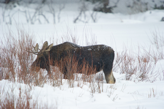 View of a bull moose standing in a snow covered field surrounded by dry willow branches in Yellowstone National Park United States.
