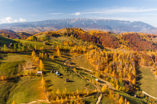 Aerial view of rolling hills in autumn with vibrant yellow trees scattered wooden huts and dirt paths set against the Carpathian Mountains in Bran Brasov Romania. Aerial view of rolling hills in autumn with vibrant yellow trees scattered wooden huts and dirt paths set against the Carpathian Mountains in Bran Brasov Romania.