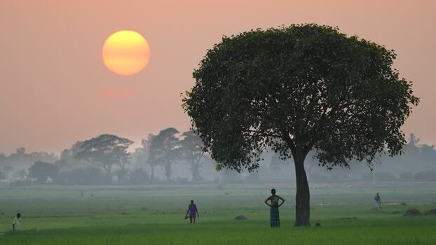 View of a large tree in a green field at sunset Bangladesh. View of a large tree in a green field at sunset Bangladesh.