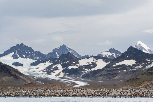 View of a massive king penguin colony at Saint Andrew s Bay with snow capped mountains and glaciers in the background under an overcast sky in South Georgia and the South Sandwich Islands. View of a massive king penguin colony at Saint Andrew s Bay with snow capped mountains and glaciers in the background under an overcast sky in South Georgia and the South Sandwich Islands.