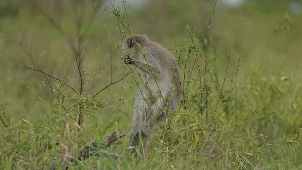 View of a vervet monkey in Kruger National Park South Africa.