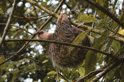 View of a sloth hanging from a tree branch in the lush forest of Costa Rica.
