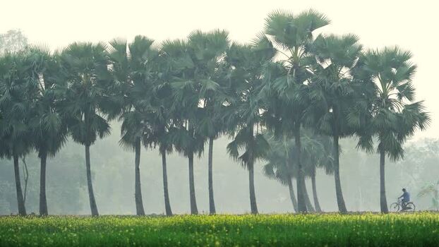 View of palm trees and mustard field in Bogura Bangladesh. View of palm trees and mustard field in Bogura Bangladesh.