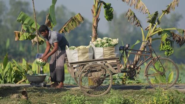View of a man weighing cauliflower by a rickshaw van Bangladesh. View of a man weighing cauliflower by a rickshaw van Bangladesh.