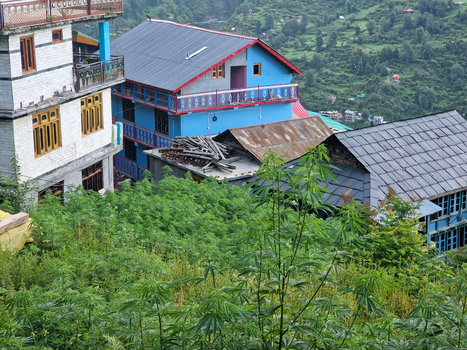 View of traditional houses in the mountain village surrounded by lush green vegetation in the Himalayas Malana Himachal Pradesh India.
