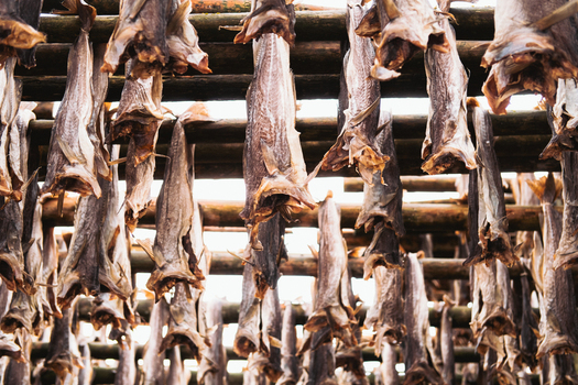 View of dried fish suspended on wooden racks creating a textured canopy against the sky a culinary tradition in Henningsv&aelig;r Nordland Norway.