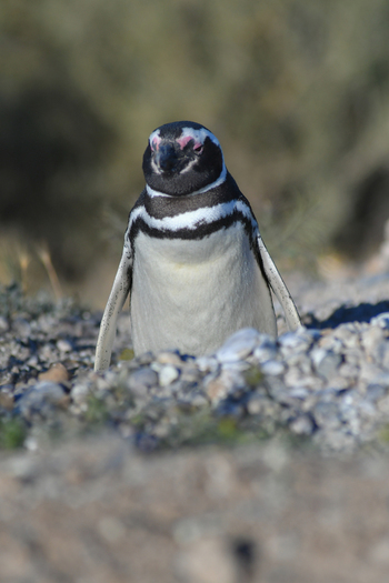 View of a Magellanic penguin standing on a pebbly ground at Puerto Piramides in Puerto Madryn Chubut Argentina. View of a Magellanic penguin standing on a pebbly ground at Puerto Piramides in Puerto Madryn Chubut Argentina.