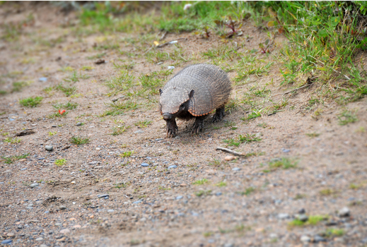 View of an armadillo walking on a sandy path with sparse green vegetation in Puerto Madryn Chubut Argentina. View of an armadillo walking on a sandy path with sparse green vegetation in Puerto Madryn Chubut Argentina.