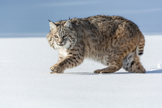 View of a bobcat walking across a snow covered landscape in the USA. View of a bobcat walking across a snow covered landscape in the USA.