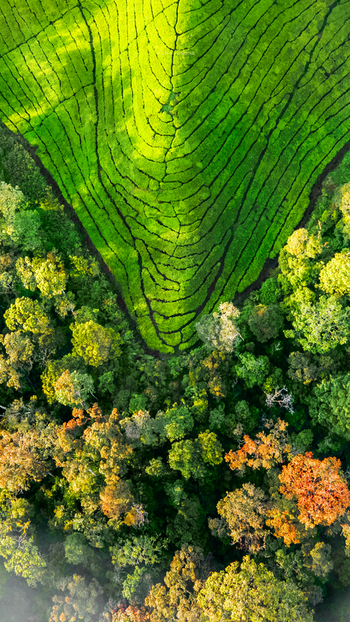 Aerial view of Wonosari Agro Tourism featuring vibrant green tea plantation rows contrasting with dense surrounding forest and autumn toned trees in Kecamatan Singosari Jawa Timur Indonesia. Aerial view of Wonosari Agro Tourism featuring vibrant green tea plantation rows contrasting with dense surrounding forest and autumn toned trees in Kecamatan Singosari Jawa Timur Indonesia.