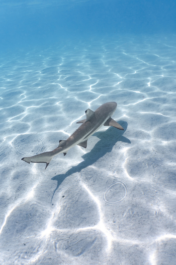 View of a blacktip reef shark swimming in shallow crystal clear turquoise water with sunlight patterns on the sandy seabed in Moorea Maiao Windward Islands French Polynesia.