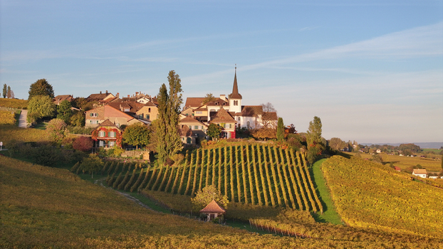 Aerial view of golden vineyards cascade down the hillside towards a quaint village crowned by a church spire Féchy Vaud Switzerland. Aerial view of golden vineyards cascade down the hillside towards a quaint village crowned by a church spire Féchy Vaud Switzerland.