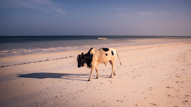 View of a cow with black and white hide walks across a sandy beach where the ocean meets the shore under a clear sky Paje Tanzania. View of a cow with black and white hide walks across a sandy beach where the ocean meets the shore under a clear sky Paje Tanzania.