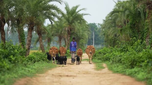 View of a man herding cattle on a rural path in Bogura Bangladesh.