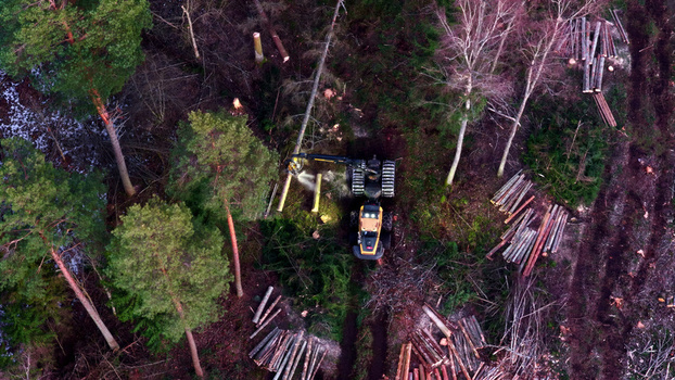 Aerial view of a forestry harvester machine cutting trees in a dense forest with piles of logs on the ground in Latvija. Aerial view of a forestry harvester machine cutting trees in a dense forest with piles of logs on the ground in Latvija.