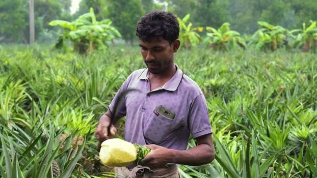 View of a man peeling a pineapple in a field Bangladesh. View of a man peeling a pineapple in a field Bangladesh.