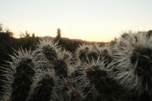View of cholla cactus with sharp white spines in the desert landscape of Joshua Tree National Park California United States.