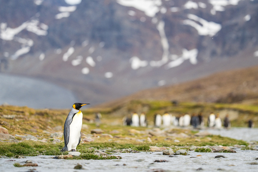 View of a king penguin on the rocky shore of Saint Andrew s Bay with a colony of penguins and snowy mountains in the background South Georgia and the South Sandwich Islands.