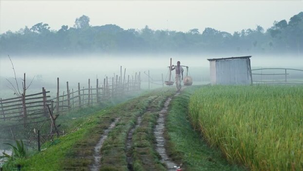 View of a man walking through misty rice fields Bangladesh.