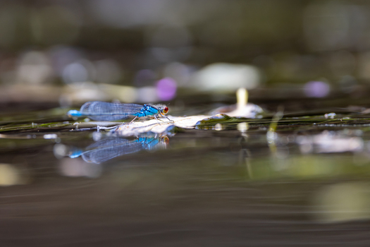 View of a blue damselfly resting on a leaf with its reflection on the water surface in Wittenheim Grand Est France. View of a blue damselfly resting on a leaf with its reflection on the water surface in Wittenheim Grand Est France.