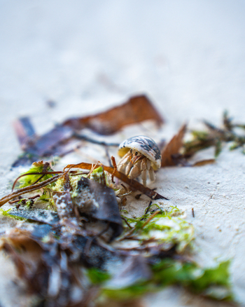 View of a tiny hermit crab emerges amidst the seaweed and sand a miniature explorer on the vast beach Paje Unguja South Region Tanzania.