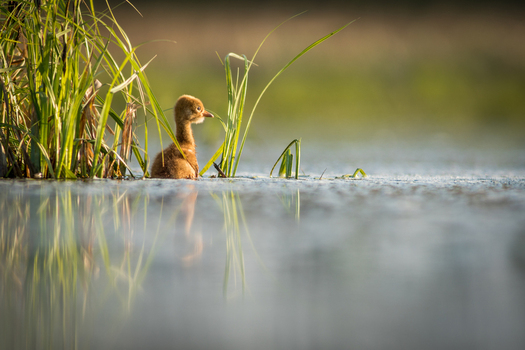 View of a young crane chick swimming in a calm pond surrounded by tall green reeds with soft golden hour light reflecting on the water surface Debrzno Pomeranian Voivodeshi Poland. View of a young crane chick swimming in a calm pond surrounded by tall green reeds with soft golden hour light reflecting on the water surface Debrzno Pomeranian Voivodeshi Poland.