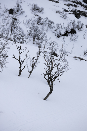 View of bare birch trees and shrubs scattered across a steep snow covered hillside in a winter arctic landscape Kvaloya Troms Norway.