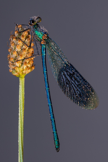 View of a metallic blue damselfly covered in morning dew droplets perched on a dried plant stem against a neutral background in Wittenheim Grand Est France.