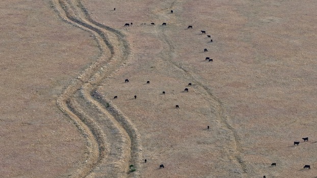 Aerial view of cattle grazing in a dry field with winding dirt paths in Golden Colorado United States.