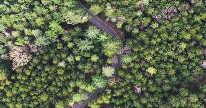 Aerial view of a winding road through a dense evergreen forest Italy. Aerial view of a winding road through a dense evergreen forest Italy.