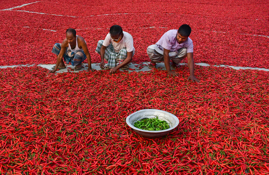Bogura Bangladesh 12 February 2017 View of three men sorting and spreading vibrant red chili peppers across a drying field under bright daylight. Bogura Bangladesh 12 February 2017 View of three men sorting and spreading vibrant red chili peppers across a drying field under bright daylight.