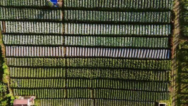 Aerial view of vegetable farm rows in Batu Indonesia.