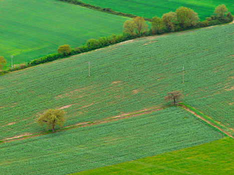 Aerial view of vibrant green agricultural fields with scattered trees and power lines in the countryside of Ficulle Umbria Italy. Aerial view of vibrant green agricultural fields with scattered trees and power lines in the countryside of Ficulle Umbria Italy.