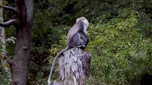 View of a grey monkey on a tree stump Pakistan.
